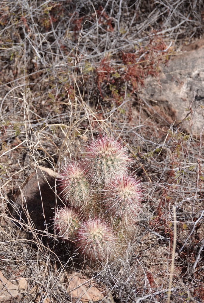 Echinocereus ryolithensis3