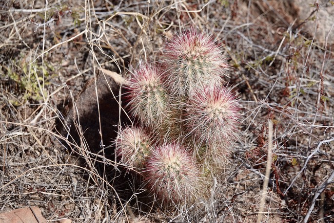 Echinocereus ryolithensis4