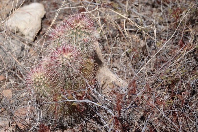 Echinocereus ryolithensis5