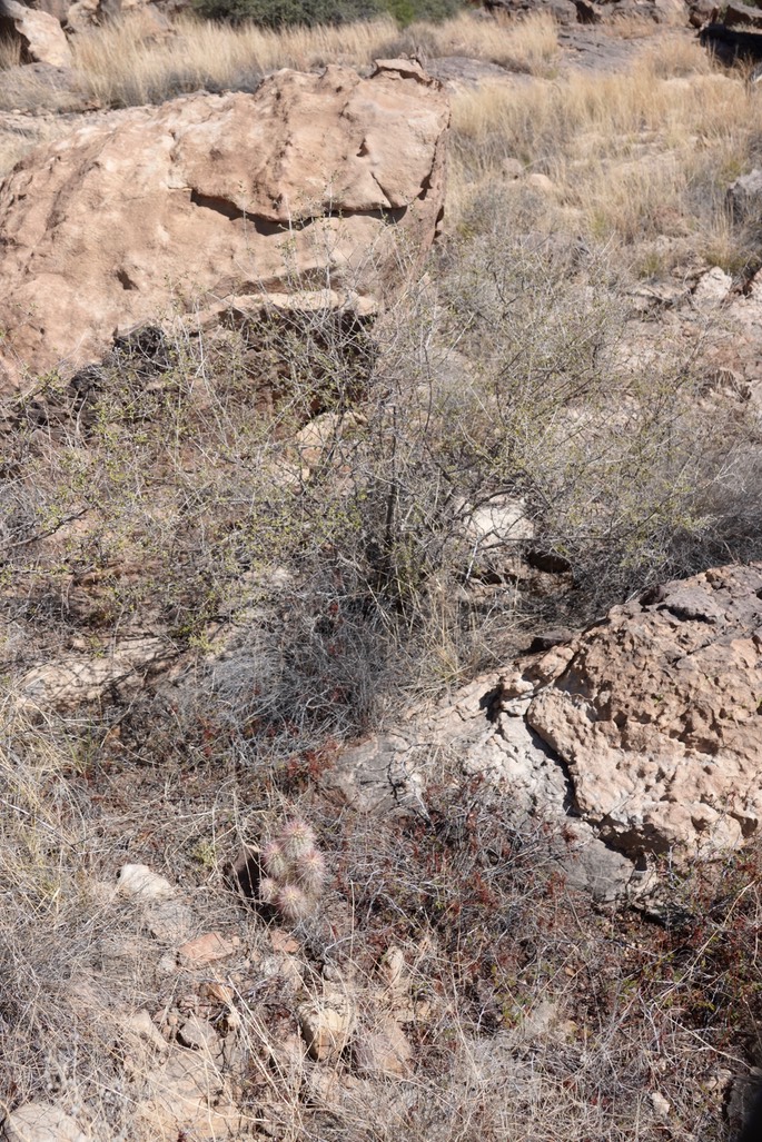 Echinocereus ryolithensis