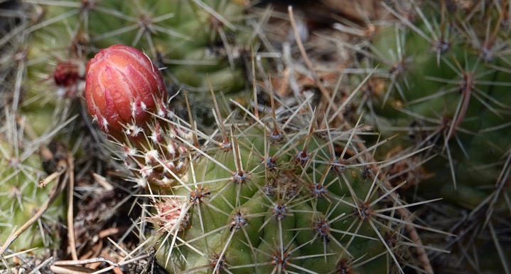 Echinocereus triglochidiatus ?