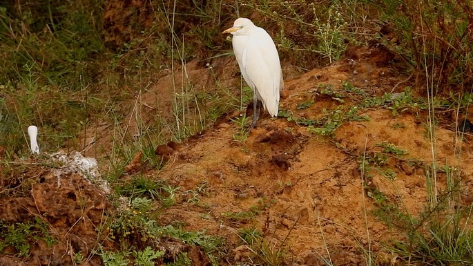 Egret, Cattle 1