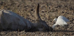 Egret, Cattle a