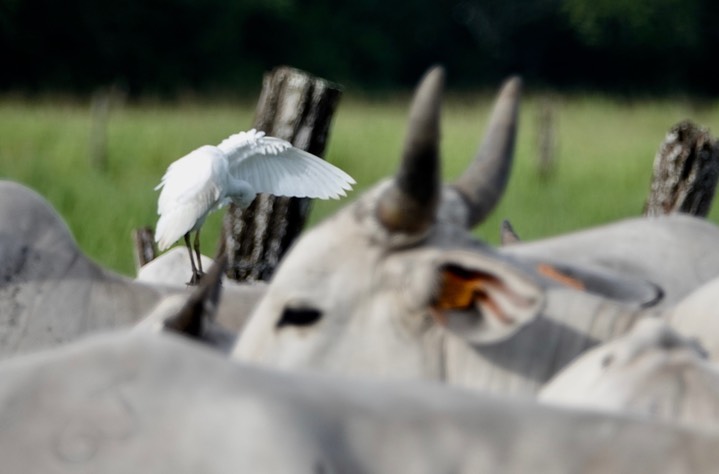Egret, Cattle. Bubulcus ibis2