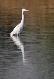 Egret, Eastern Great a