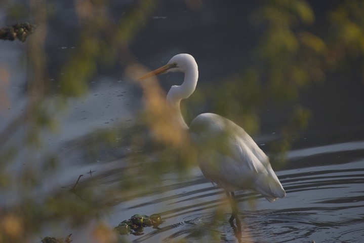 Egret, Great  Ardea alba modesta k2