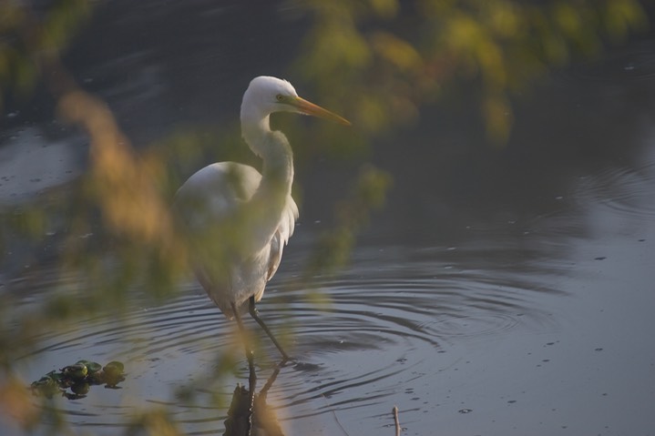 Egret, Great  Ardea alba modesta k1