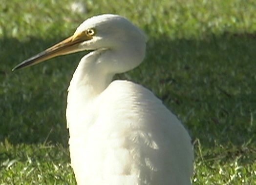Egret, Intermediate 3