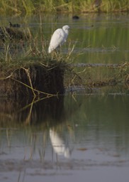 Egret, Intermediate g1