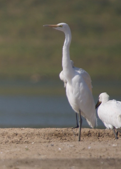 Eurasian Spoonbill, Platalea leucorodia with  Grey Heron, Ardea cinerea