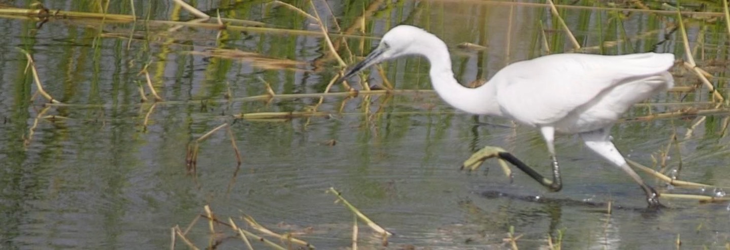 Egret, Little c