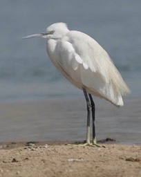 Egret, Little d