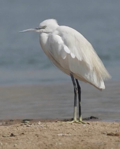 Egret, Little d