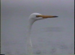 Egret, Reddish