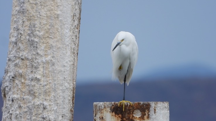 Egret, Snowy - Baja California 2