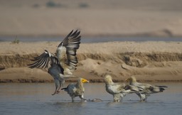 Egyptian Vulture, Neophron percnopterus4