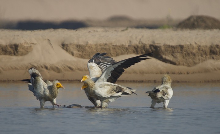 Egyptian Vulture, Neophron percnopterus5