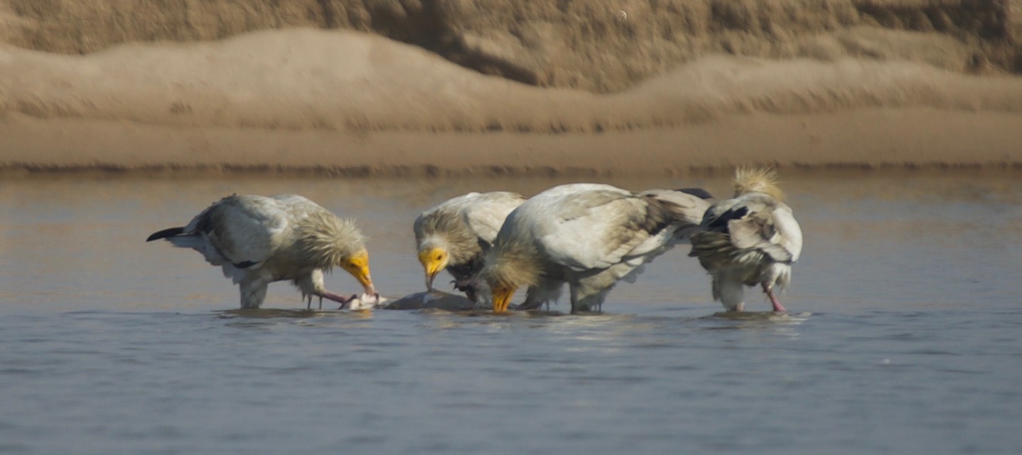 Egyptian Vulture, Neophron percnopterus 3