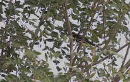 Epaulet Oriole, Icterus cayanensis