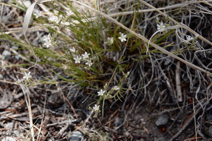 Eremogone fendleri, Fendler's Sandwort2