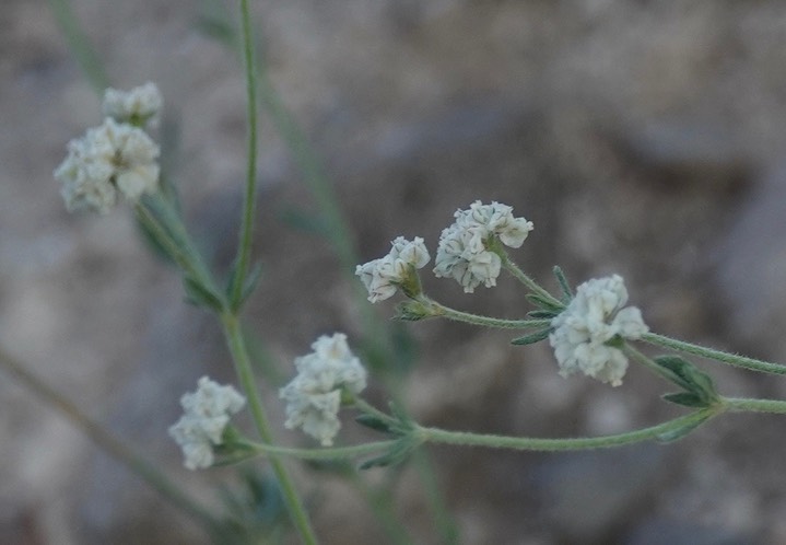 Eriogonum pharnaceoides, Wirestem Wild Buckwheat, Wright's Cudweed, Slender Cudweed 8-18c