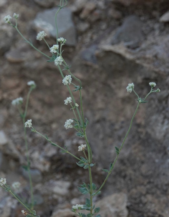 Eriogonum pharnaceoides, Wirestem Wild Buckwheat, Wright's Cudweed, Slender Cudweed