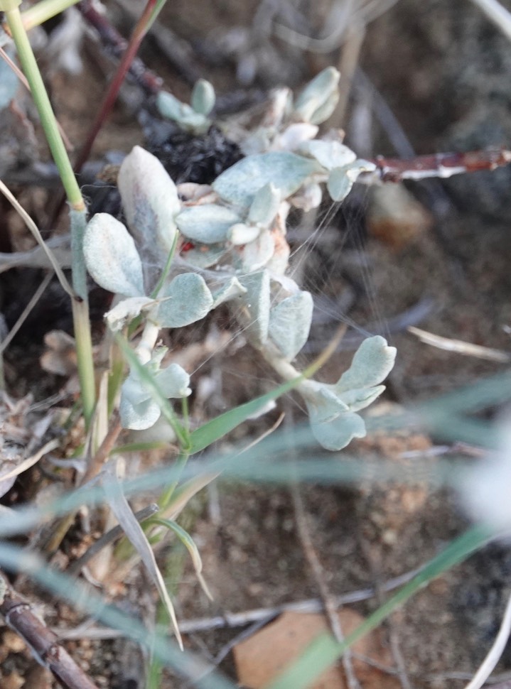 Eriogonum wrightii, Wright Buckwheat3
