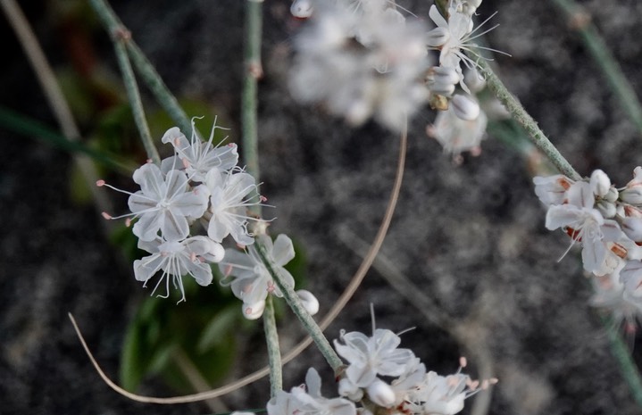 Eriogonum wrightii, Wright Buckwheat2