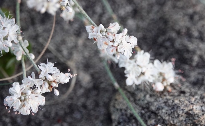 Eriogonum wrightii, Wright Buckwheat1
