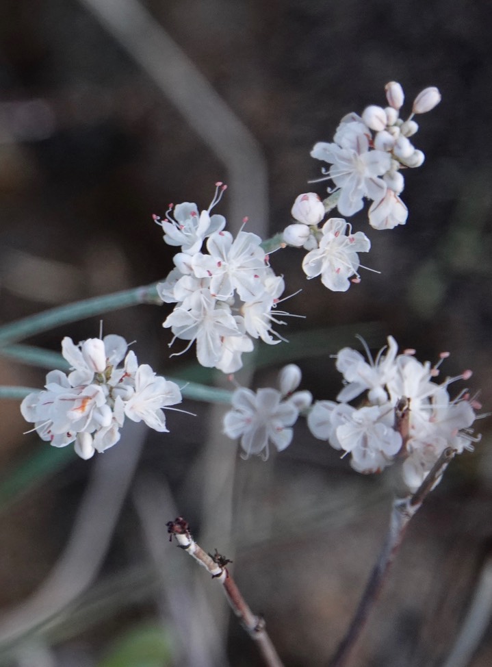 Eriogonum wrightii, Wright Buckwheat4