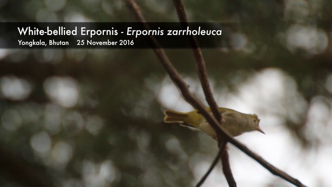 Erpornis, White-bellied