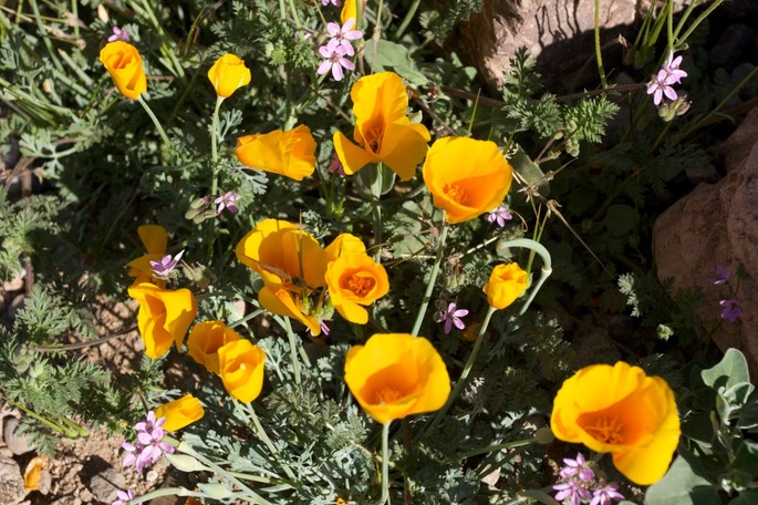 Eschscholtzia californica mexicana1