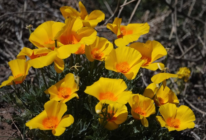 Eschscholzia californica subsp. mexicana  Mexican Poppy Hwy 26c