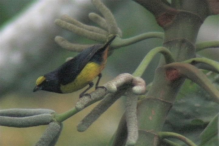 Euphonia, Fulvous-vented 3