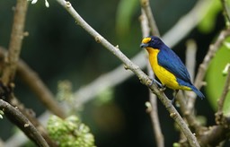 Euphonia, Violaceous 6