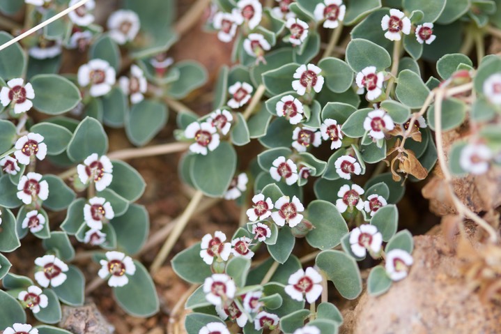 Euphorbia albomarginata, Rattlesnake Weed1a