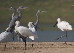 Eurasian Spoonbill, Platalea leucorodia with  Grey Heron, Ardea cinerea 5
