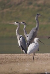    Eurasian Spoonbill, Platalea leucorodia with  Grey Heron, Ardea cinerea 2