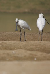 Eurasian Spoonbill, Platalea leucorodia4i