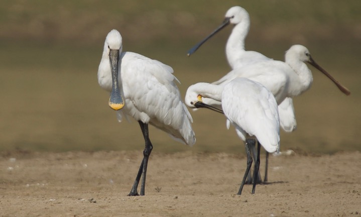 Eurasian Spoonbill, Platalea leucorodia44l