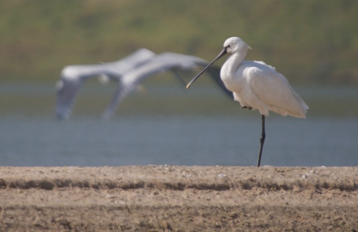 Eurasian Spoonbill, Platalea leucorodia4a
