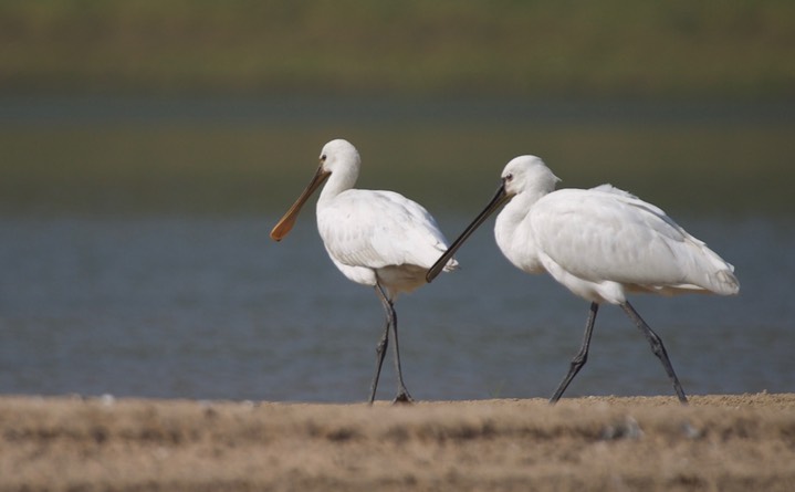 Eurasian Spoonbill, Platalea leucorodia4e
