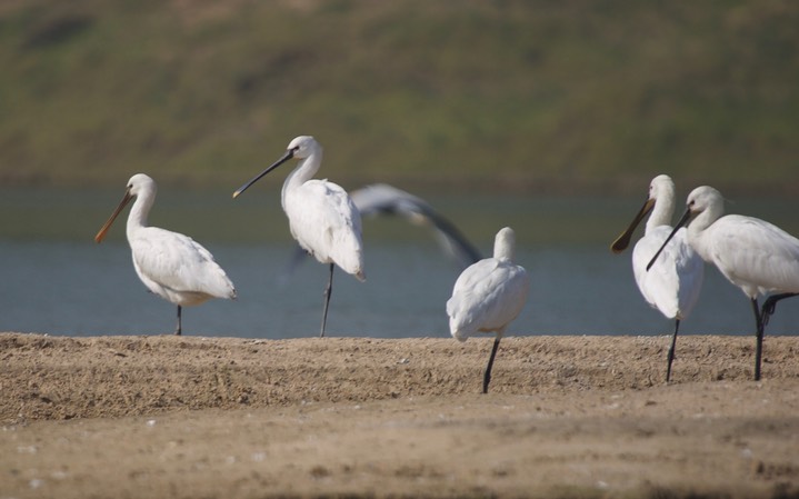 Eurasian Spoonbill, Platalea leucorodia4b