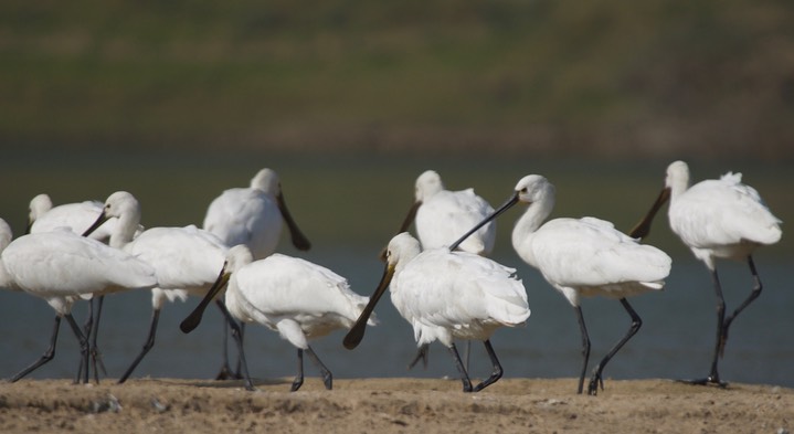 Eurasian Spoonbill, Platalea leucorodia4f