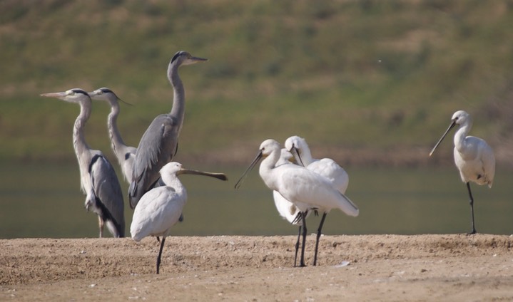 Eurasian Spoonbill, Platalea leucorodia with  Grey Heron, Ardea cinerea 