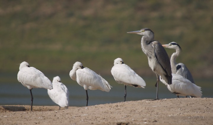 Eurasian Spoonbill, Platalea leucorodia with  Grey Heron, Ardea cinerea 4