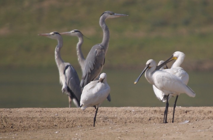 Eurasian Spoonbill, Platalea leucorodia with  Grey Heron, Ardea cinerea 3