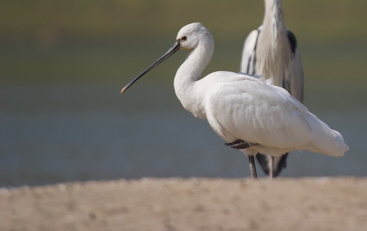 Eurasian Spoonbill, Platalea leucorodia4c