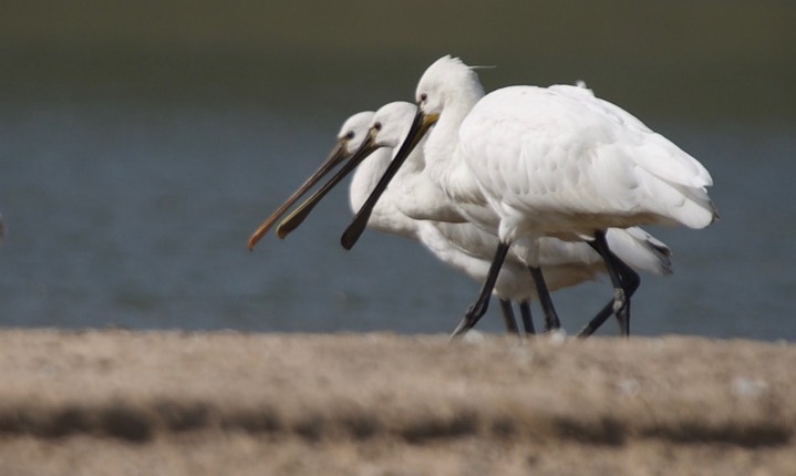 Eurasian Spoonbill, Platalea leucorodia4g
