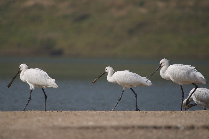Eurasian Spoonbill, Platalea leucorodia4h